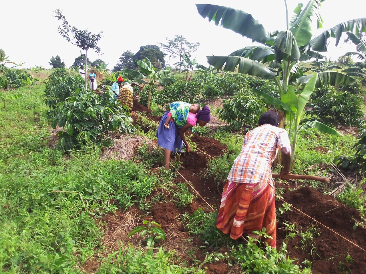 2 Digging terraces on Nakafeero Joanitas garden