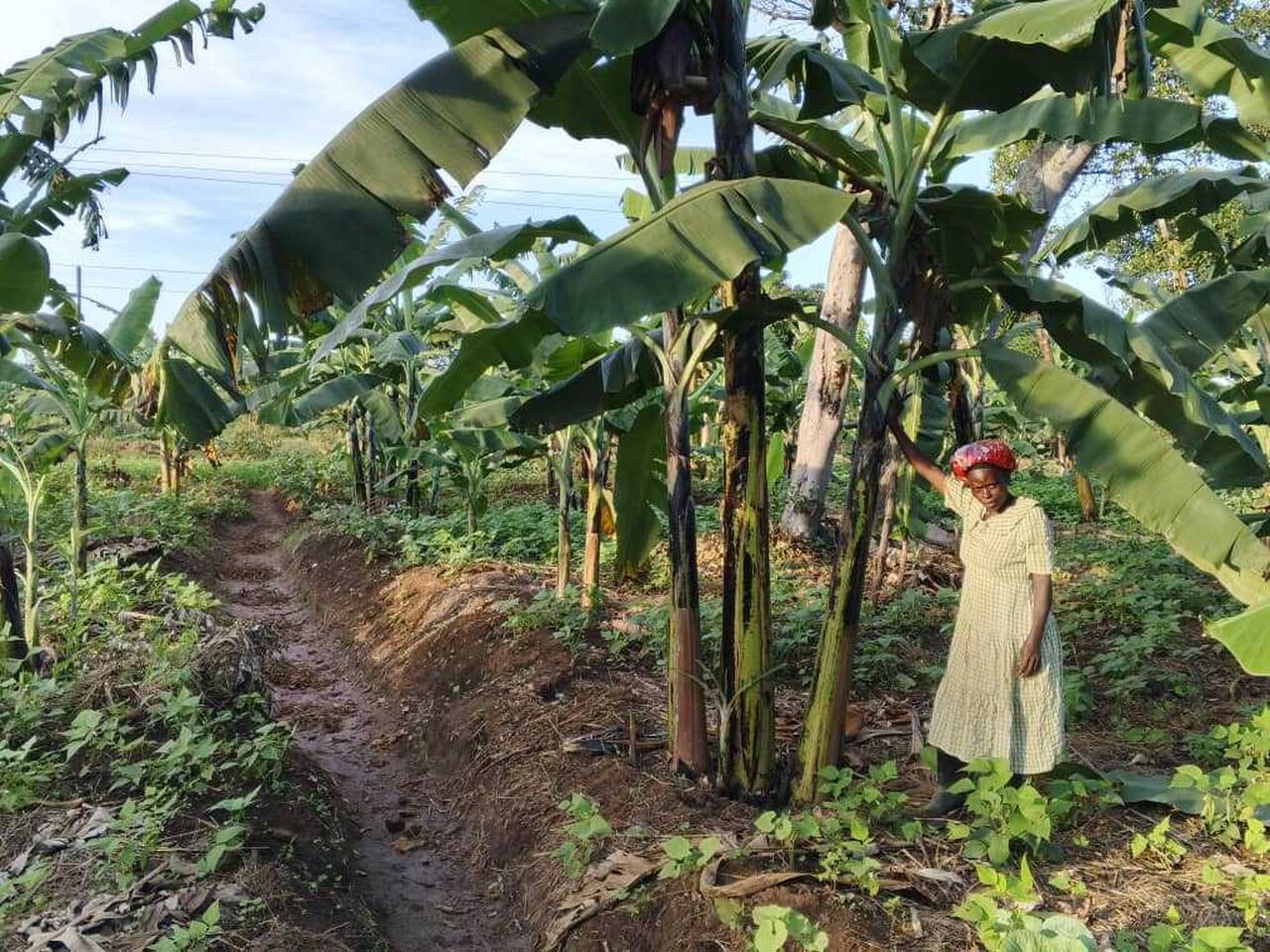 Justines Well Managed Banana Garden