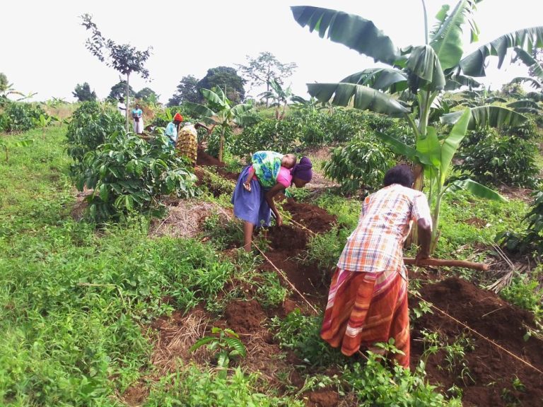 2 Digging terraces on Nakafeero Joanitas garden