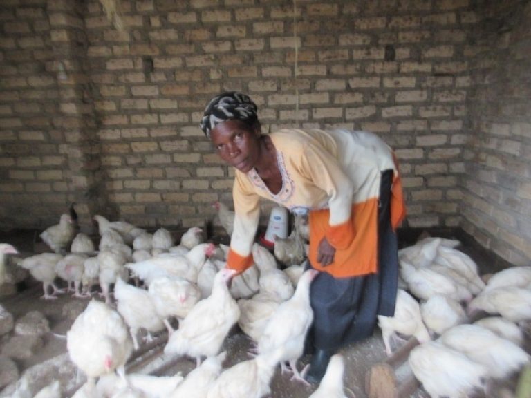 Ms Nabukeera Angellas poultry broilers