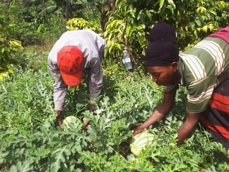 Members with mature Melons Uganda