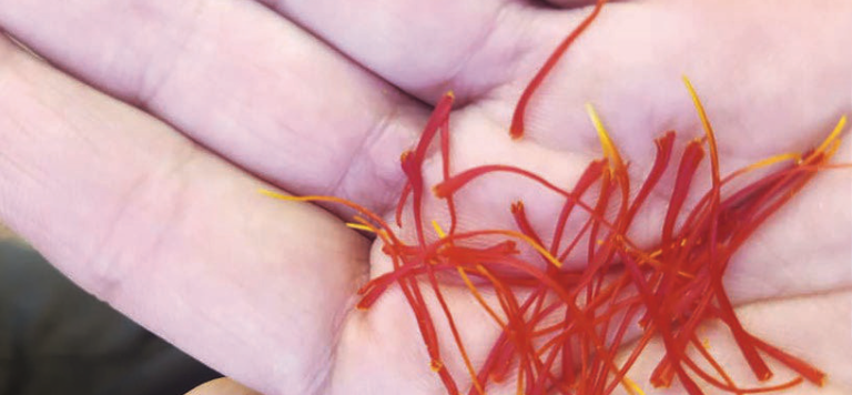 Saffron